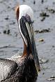 Cedar Key Pelican
